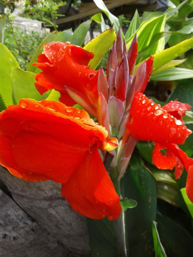 Casa Finca El Girasol Villa Guayabal de Síquima Dış mekan fotoğraf